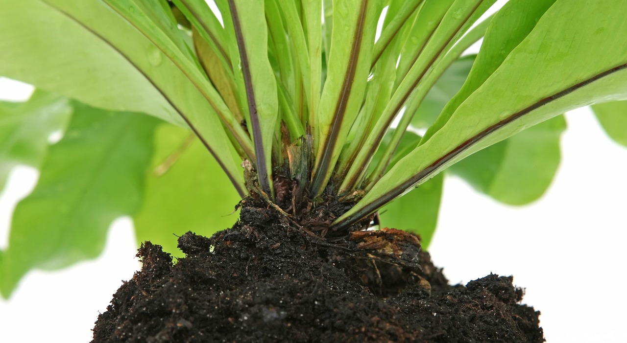 室内盆栽乔木绿植的种类及其特点