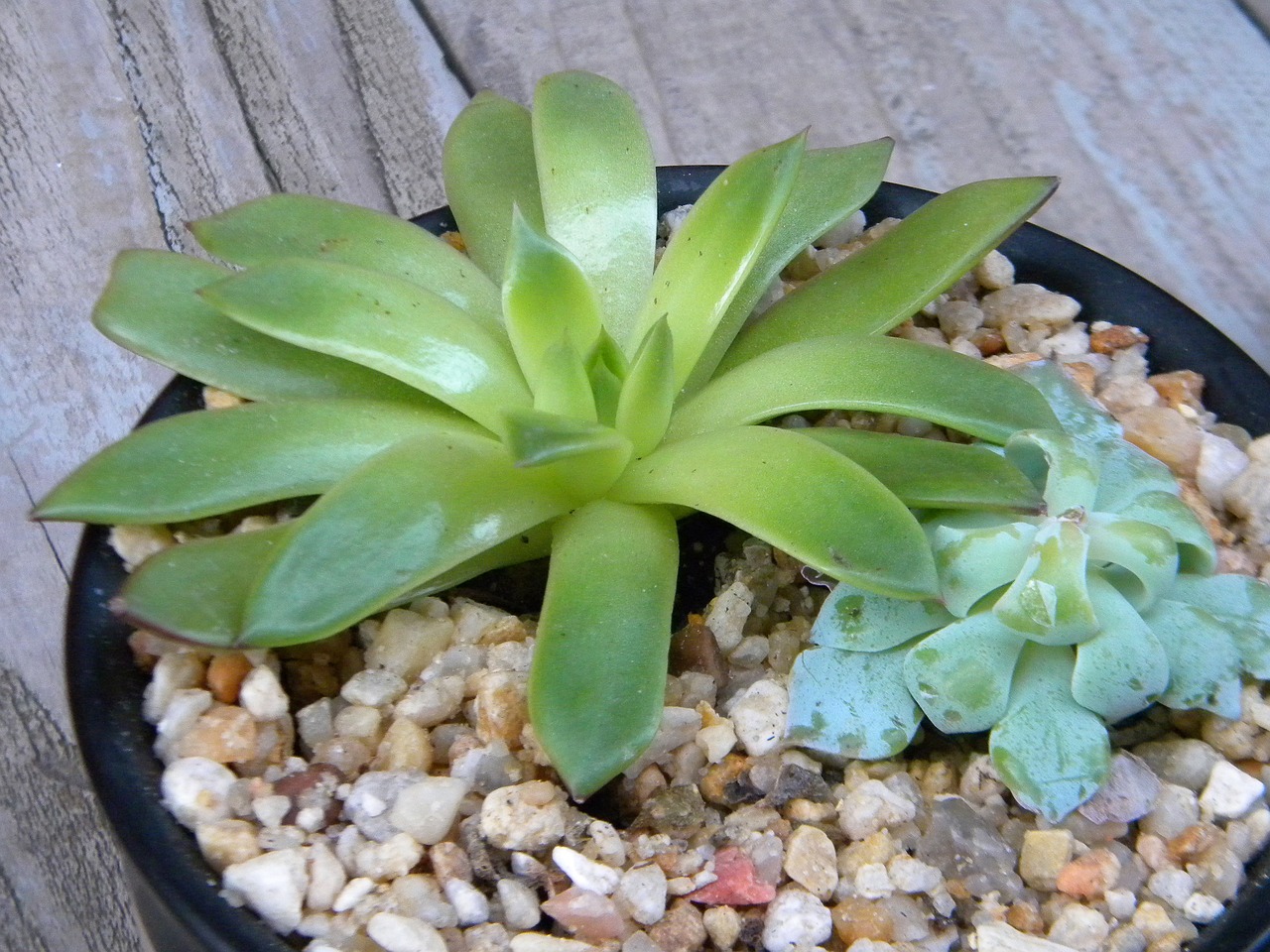 室内绿植盆栽，美化居室的绿色精灵