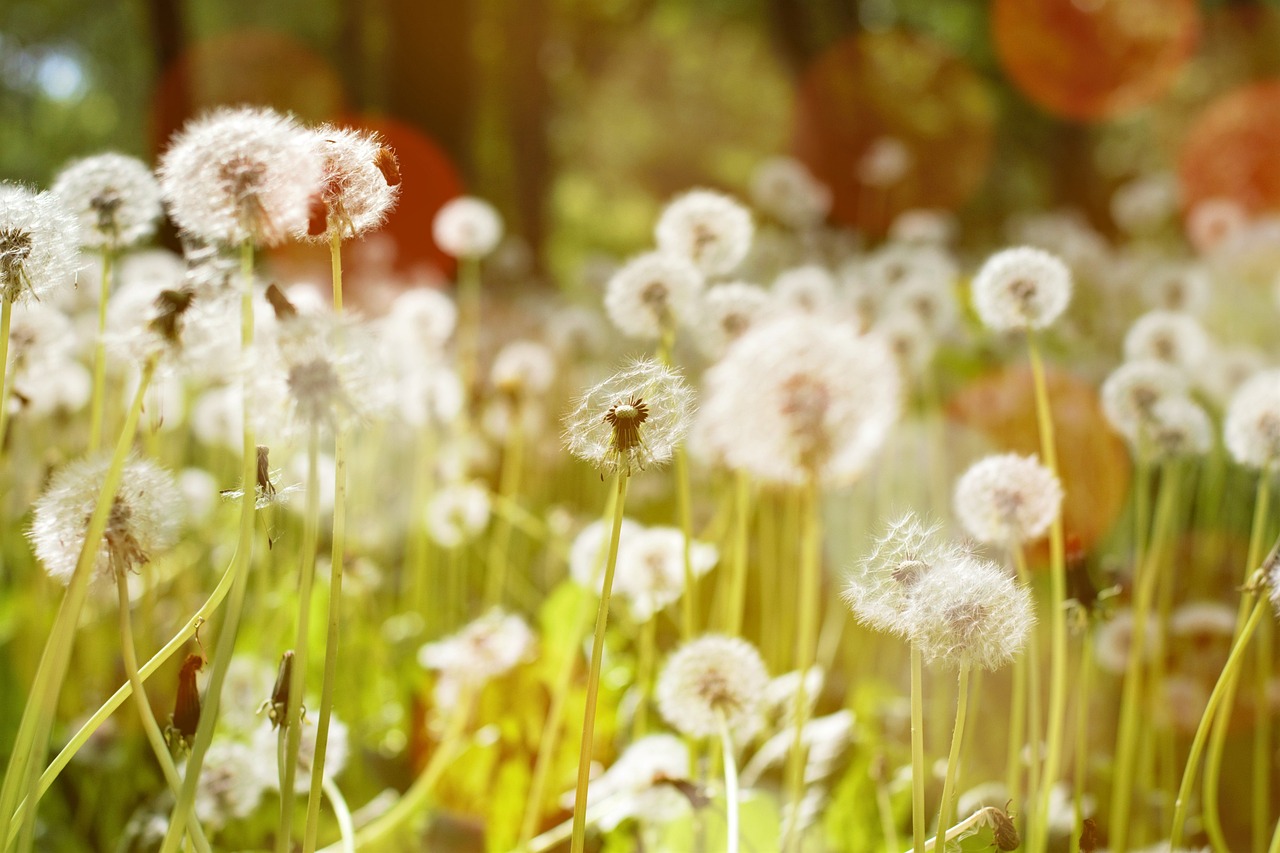 室内盆栽绿植花卉大棵型，美化家居的理想选择