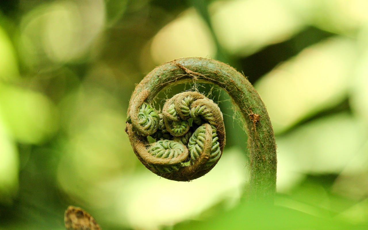 绿植盆栽室内助睡眠，打造绿色睡眠情形的艺术