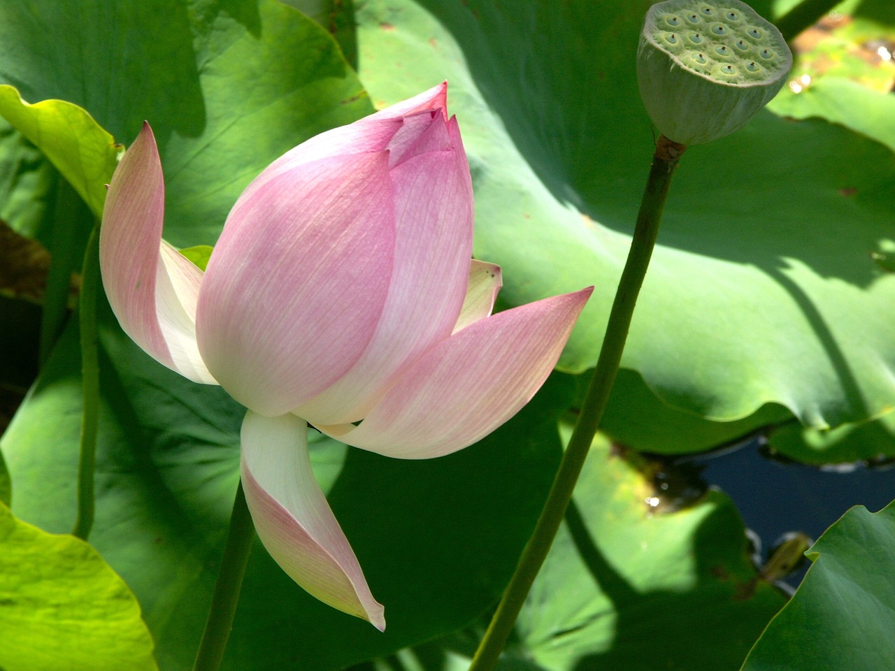 绿植盆栽室外大棵种类，美化情形的选择与莳植指南