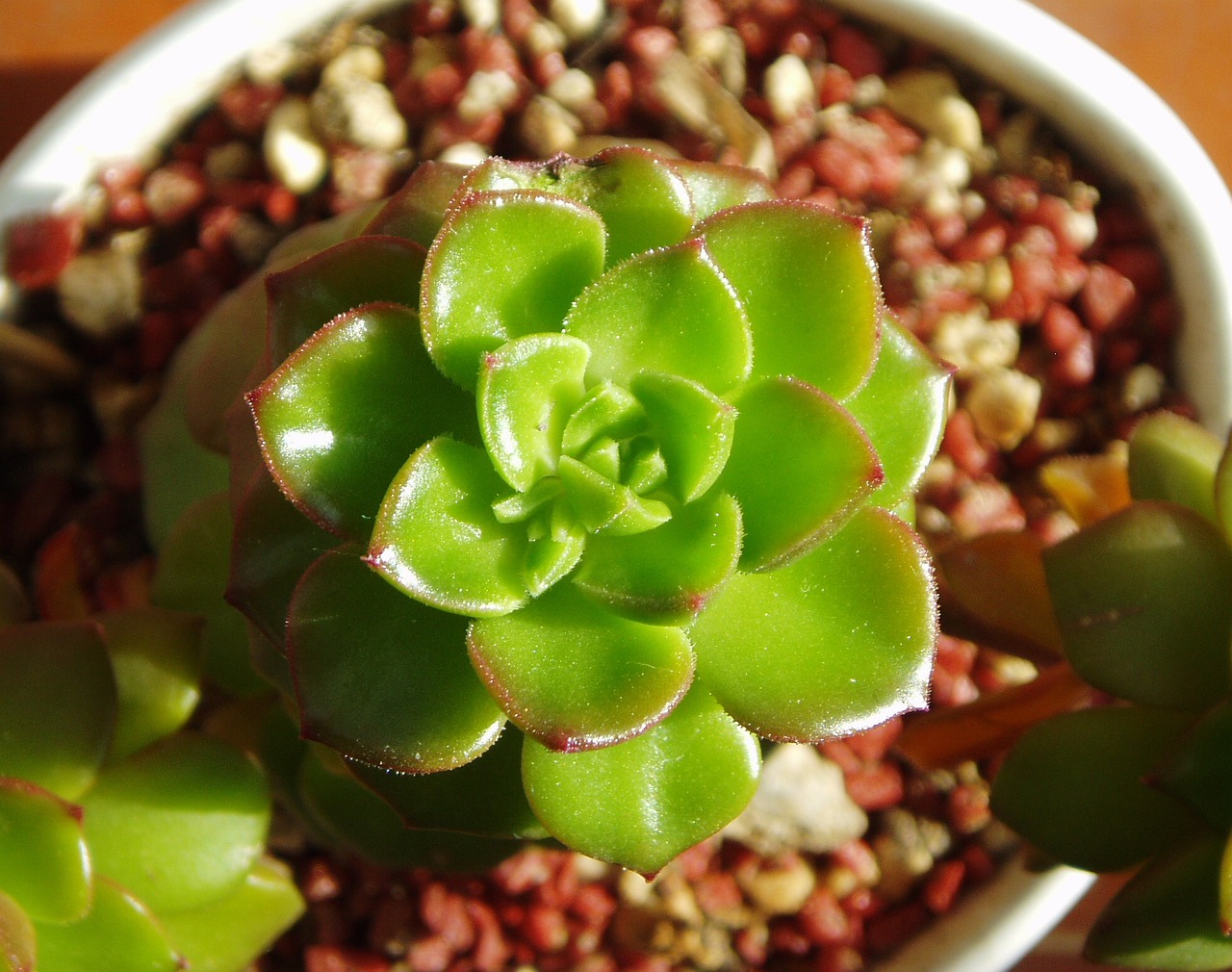 绿植室内大盆栽南天竹，轻松打造优雅生涯空间的首选植物