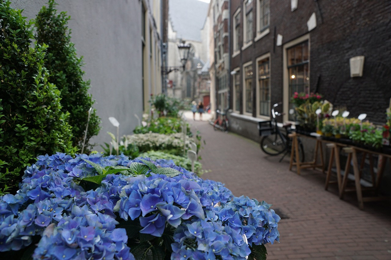 室内绿植盆栽，落地之美