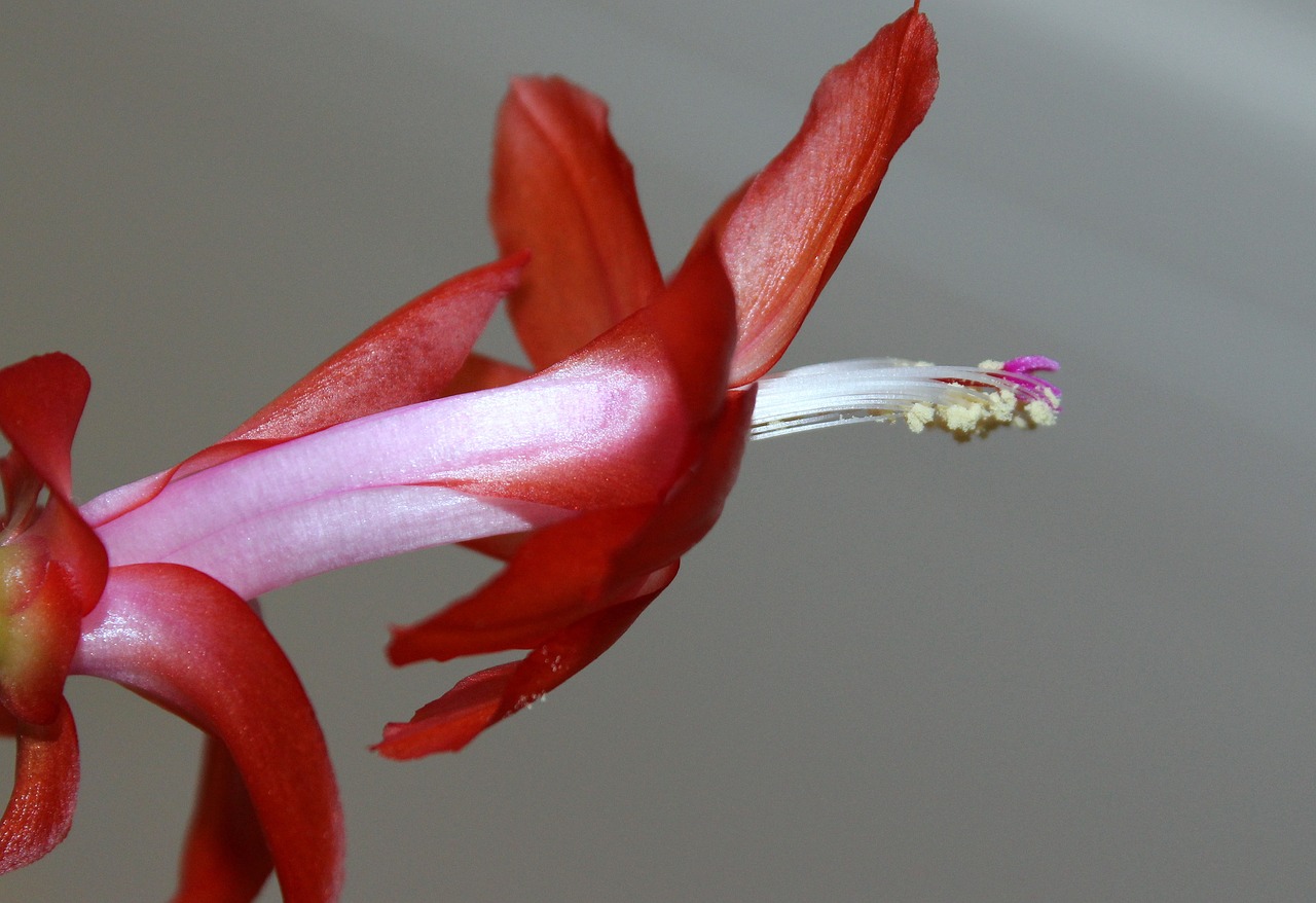 大型室内绿植盆栽的着花魅力