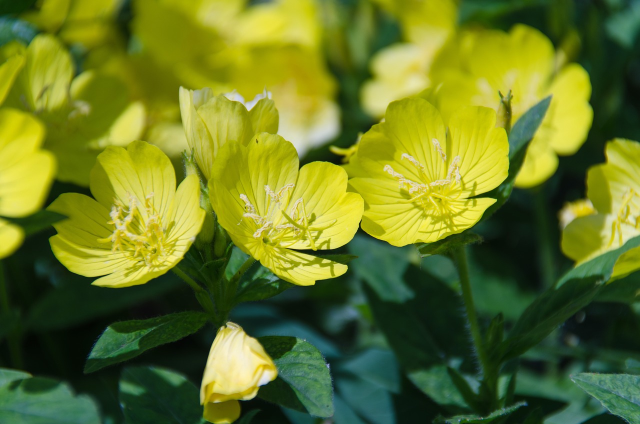 室内绿植盆栽花种子，美化生涯的神秘武器