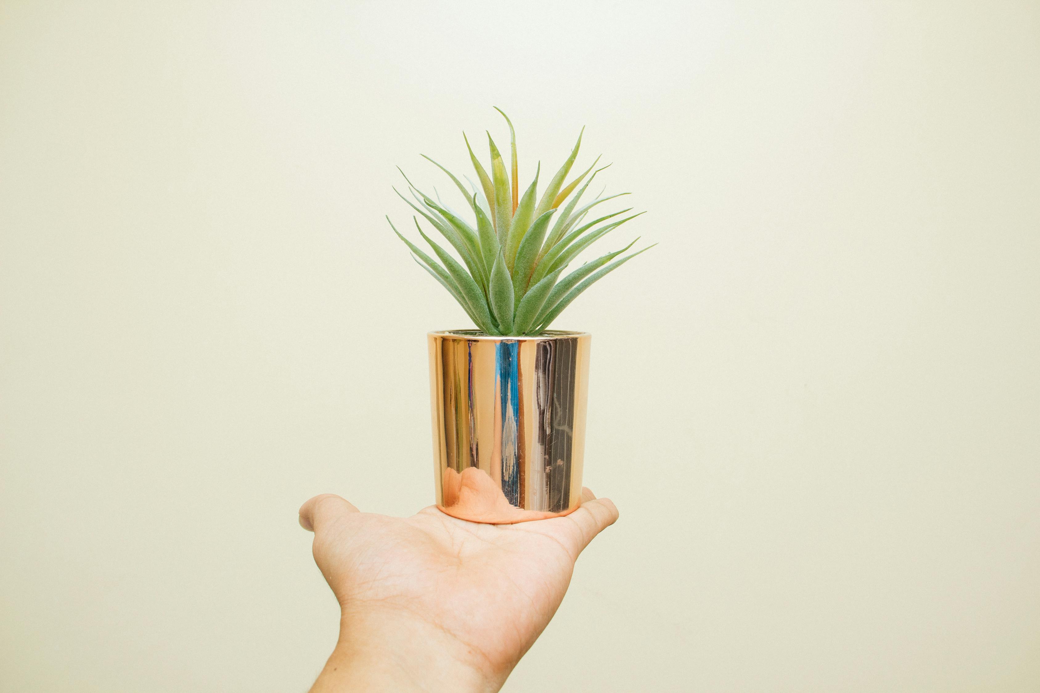 绿植盆栽，室内懒人大植物的选择与治理