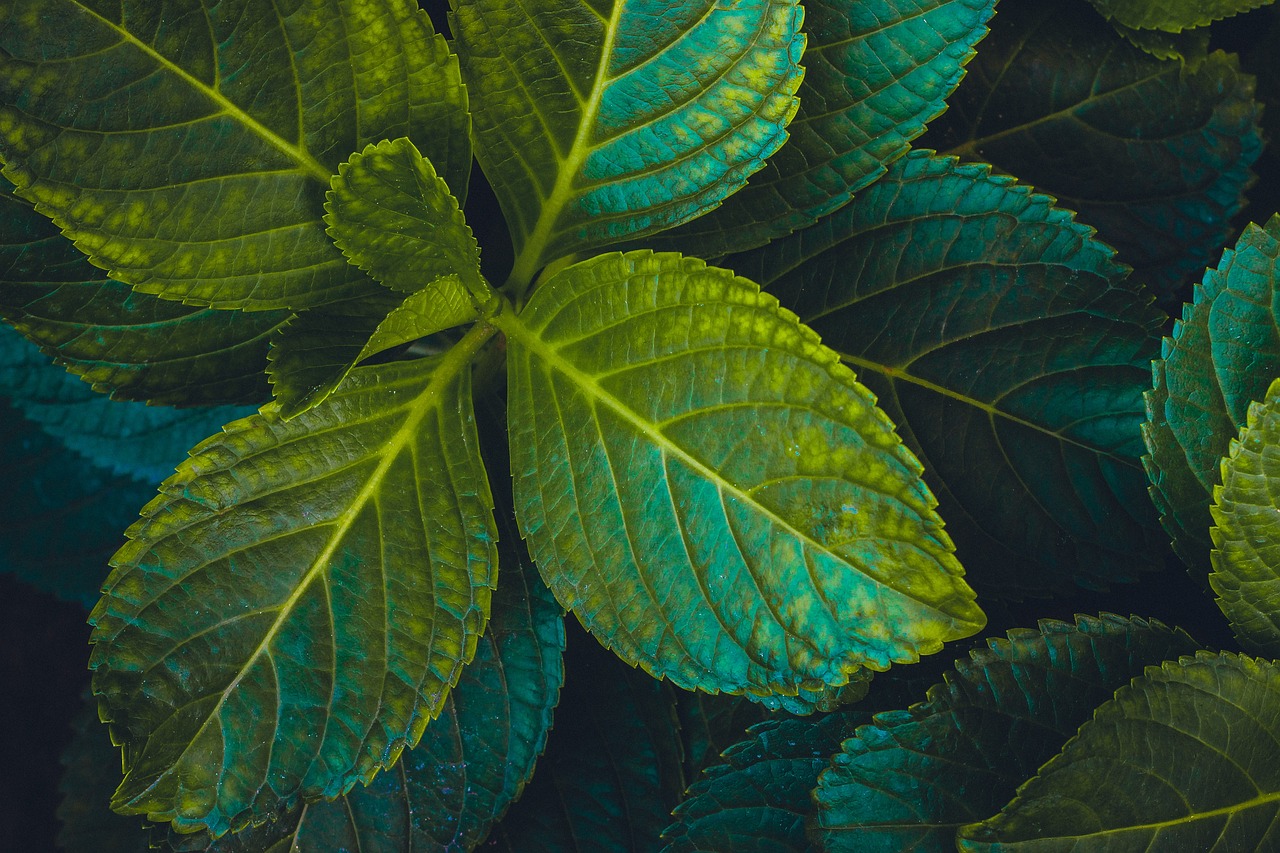 室内绿植小盆栽与风水，美化居家情形的双重艺术