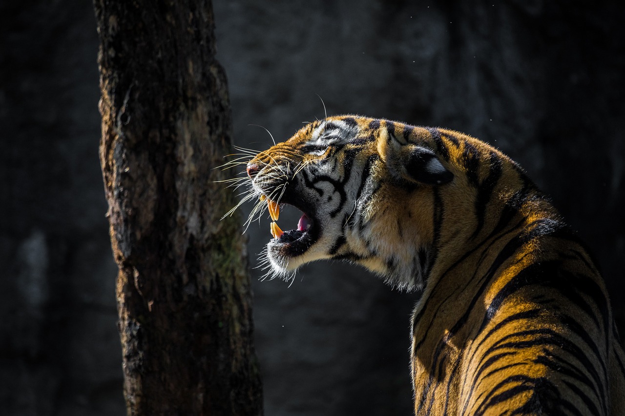 剖析要害词与生肖，画蛇添足、猪后转鞍、前马后为你来与生肖的准确关联