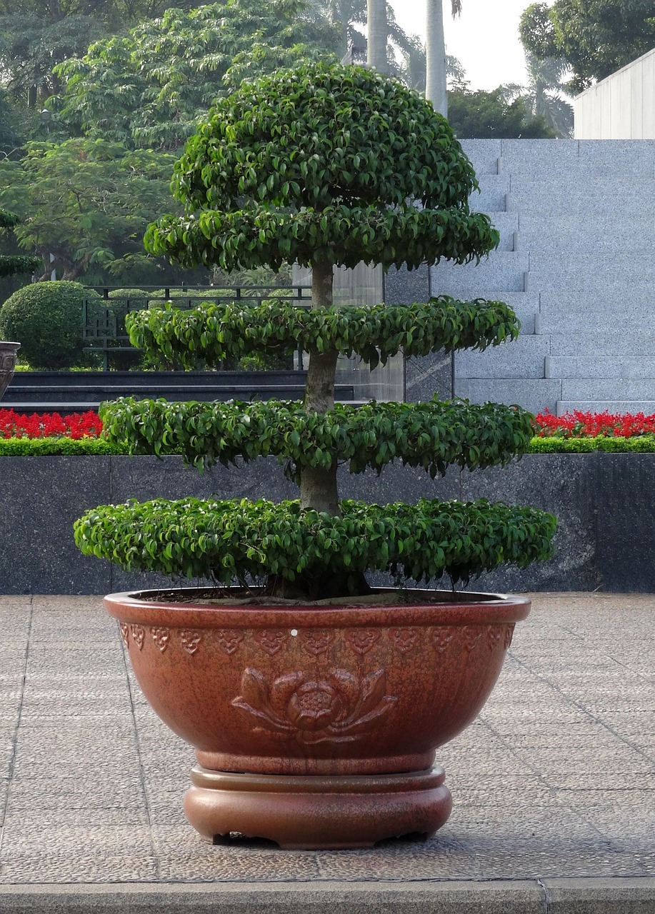 室外高盆栽绿植的艺术与生态价值